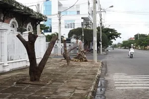 Nhiều cây xanh bị chặt hạ nhưng cơ quan quản lý không biết