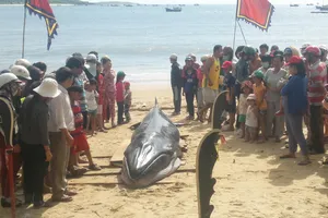 Cá voi dài hơn 6 m dạt vào bờ biển Phú Yên