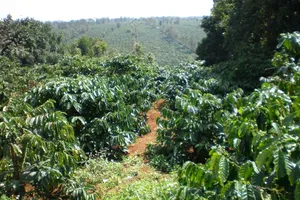 Nghi án bắn vợ rồi tự sát