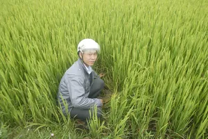 Lúa chết khô, thủy điện vẫn không 'chịu' xả nước 