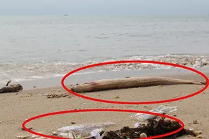 Viện Hải dương học Nha Trang tham gia tìm nguyên nhân cá chết 