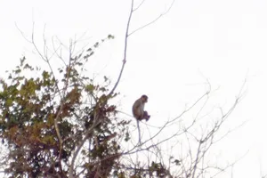 Khỉ xuất hiện nhiều gần khu dân cư, phá phách hoa màu