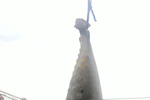 Ngư dân bắt được cá ngừ vây xanh quý hiếm nặng hơn 300 kg