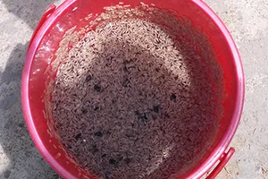 Kinh hãi nước thải của 1 doanh nghiệp có dòi bò lúc nhúc 