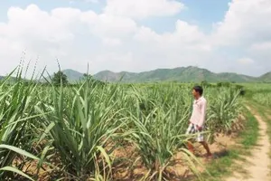 Yêu cầu khởi tố vụ doanh nghiệp phá hoa màu của dân