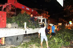 Nha Trang: Cổ thụ bật gốc làm 1 phụ nữ đi xe máy bất tỉnh 