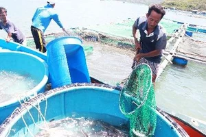 Cá nuôi chết hàng loạt, thiệt hại hơn 6 tỉ đồng