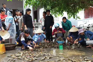 Tôm hùm chết hàng loạt, thiệt hại gần 50 tỉ đồng