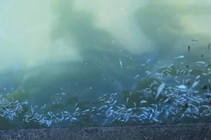 Chưa rõ nguyên nhân cá biển chết hàng loạt ở Khánh Hòa