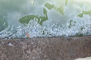 Cá chết hàng loạt ở Khánh Hòa là do tảo nở hoa