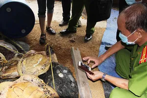 Khởi tố người tàng trữ 8.000 xác rùa biển, tai tượng