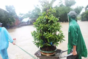 Xuất hiện đợt lũ thứ tư liên tiếp ở Bình Định