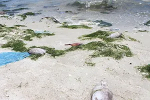 Thủy sản chết hàng loạt do nước thải nhà máy đường 