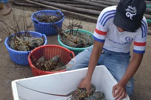 Gần 800.000 tôm hùm lăn ra chết: Thiệt hại kinh hoàng!