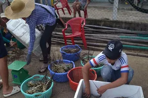 Hơn 1,4 triệu con tôm hùm chết ở Phú Yên