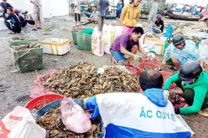 Công bố 'thủ phạm' giết chết 1,6 triệu con tôm hùm