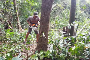 Yêu cầu dừng dự án phá rừng ở Phú Yên, xử lý sai phạm