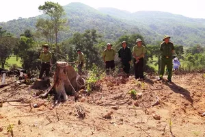 Phát hiện lượng lớn gỗ nghi từ phá rừng ở Bình Định