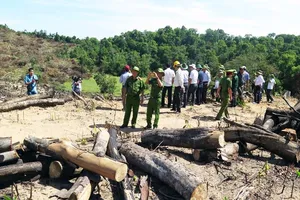 Yêu cầu đình chỉ một loạt kiểm lâm ở Bình Định