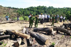 Kỷ luật nhiều cán bộ liên quan vụ phá rừng ở Bình Định