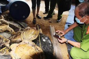 Hoãn xử vụ tàng trữ xác rùa biển lớn nhất thế giới 