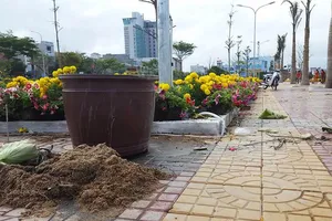 Đường hoa ở Phú Yên bị 'cướp'