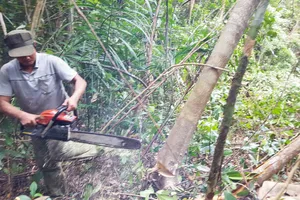 Vụ phá rừng Phú Yên: Kiểm điểm nhiều tập thể, cá nhân