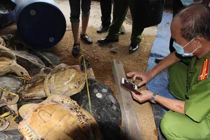 Tòa giao Viện Hải dương học quản lý hơn 5.000 kg xác rùa biển