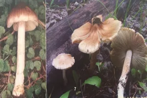 Ăn nhầm nấm độc, 3 bà cháu nguy kịch