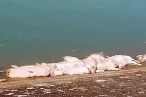 Heo chết hàng loạt chưa rõ nguyên nhân ở Khánh Hòa