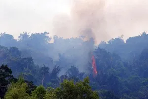 Lửa thiêu rụi 6 ha rừng đặc dụng Đèo Cả