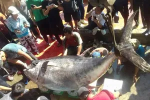 Ngư dân lại câu được cá ngừ vây vàng kỷ lục 386 kg