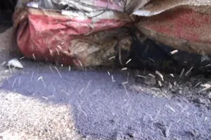 Đã xác định côn trùng tấn công người dân ở Phú Yên