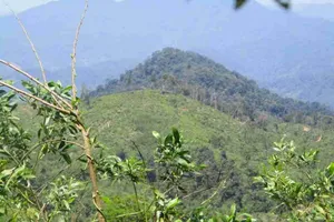 1 kiểm lâm mất tích bí ẩn khi đi kiểm tra rừng