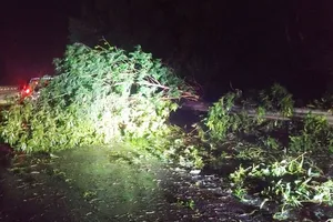 Bão số 5 càn quét tỉnh Bình Định 