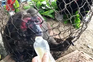 Bình Định: Khỉ mặt đỏ quý hiếm vào gần nhà dân tìm thức ăn