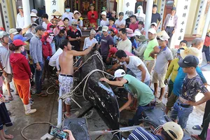 Cá voi hơn 1 tấn dạt vào bờ biển Nha Trang