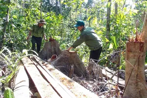 Khởi tố vụ án lâm tặc mở 1 km đường vào rừng đốn gỗ