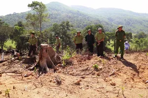 Điều tra vụ lâm tặc tấn công kiểm lâm ở Bình Định