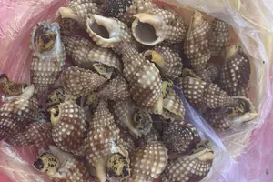 Ăn ốc biển lạ, 1 người chết, 2 người cấp cứu