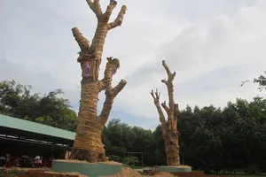 Trồng 2 cổ thụ “khủng” do lâm tặc bỏ lại