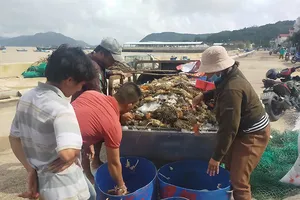 Lũ tràn về bất ngờ, 'thủ phủ' tôm hùm ở Phú Yên điêu đứng