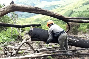 Rừng bị phá, 100% kiểm lâm bỏ phiếu không kỷ luật đồng nghiệp