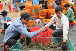 Tôm hùm khan hiếm, giá cao kỷ lục