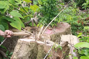 Khởi tố 5 cán bộ vụ mở đường phá rừng 