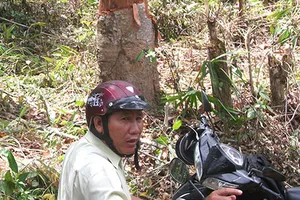 Khởi tố 1 cựu phó giám đốc ban quản lý rừng phòng hộ 