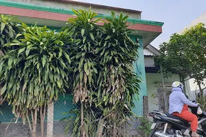 Kỷ luật 2 chấp hành viên kê biên, bán tài sản sai quy định