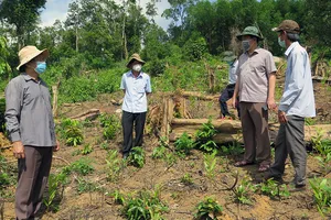Tỉnh ủy yêu cầu xử lý nghiêm cán bộ liên quan vụ phá rừng ở huyện Sơn Hòa 