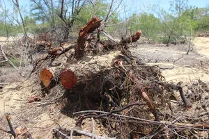 Chủ đầu tư nói gì về việc xâm phạm rừng phòng hộ ngoài dự án ở Bình Định?