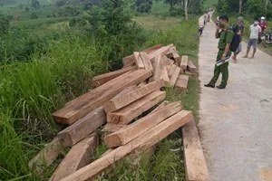 Nhà nhân viên bảo vệ rừng ở Phú Yên cất giấu nhiều gỗ trái phép 